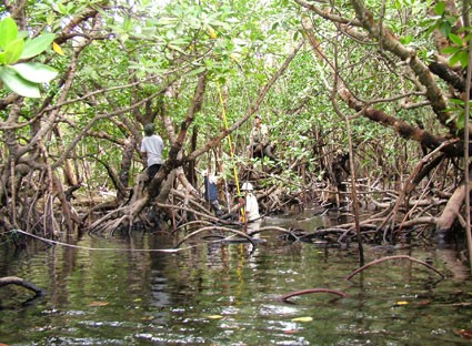Nachhaltige Tourismusentwicklung auf Con Dao  - ảnh 2