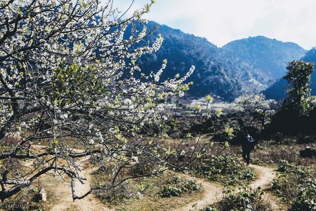 Hochland Moc Chau, Route zur Entdeckung des Nordwestens - ảnh 1