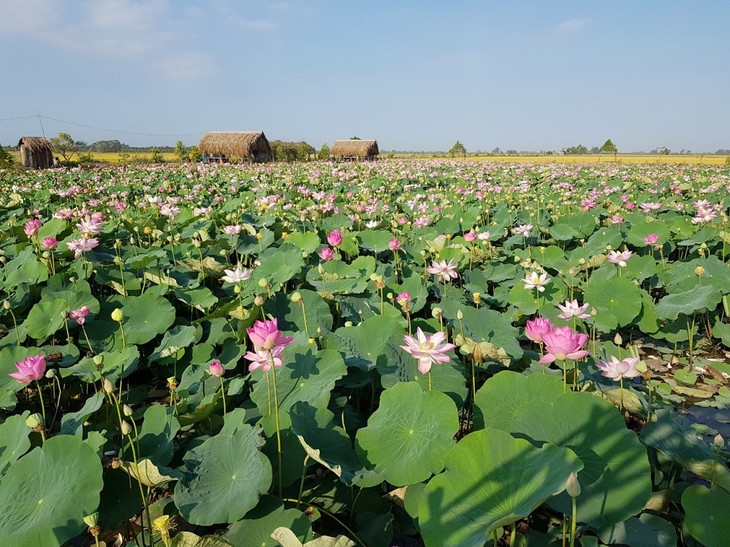 Wertsteigerung der Produkte aus Lotus in Dong Thap - ảnh 1