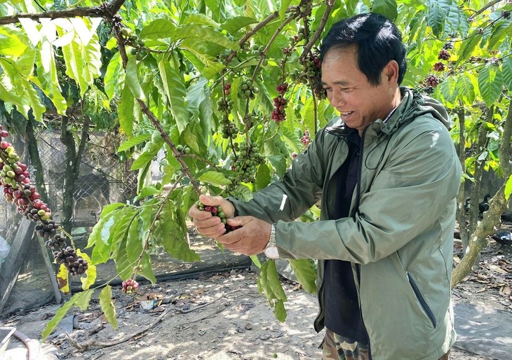 Die ethnischen Minderheiten in Kon Tum entkommen der Armut durch Kredite für wirtschaftliche Entwicklung - ảnh 1