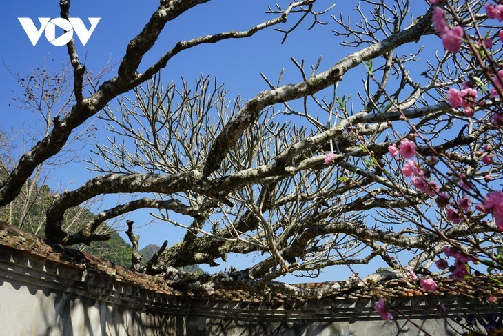 Yen Tu im Frühling - ảnh 7