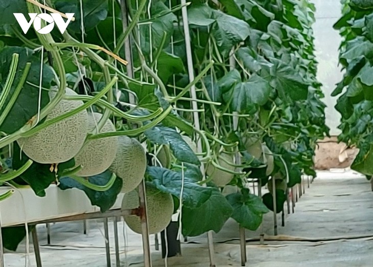 Erfolgreiche Existenzgründung mit Zuckermelonen - ảnh 2