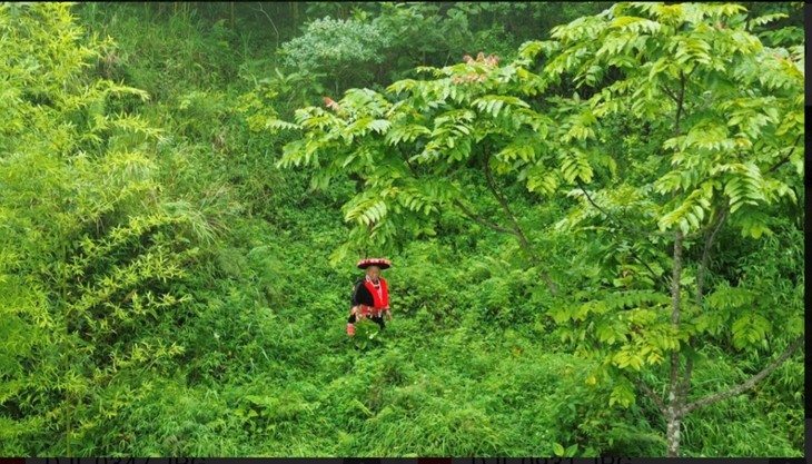 Die Herstellung von traditionellen pflanzlichen Arzneimitteln der Volksgruppe Dao in der Provinz Cao Bang - ảnh 1