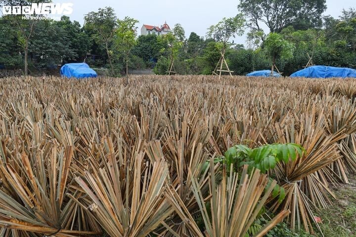 Das über 100 Jahre alte Räucherstäbchendorf in Hanoi beschäftigt sich mit der Räucherstäbchen-Produktion vor dem Neujahr - ảnh 2