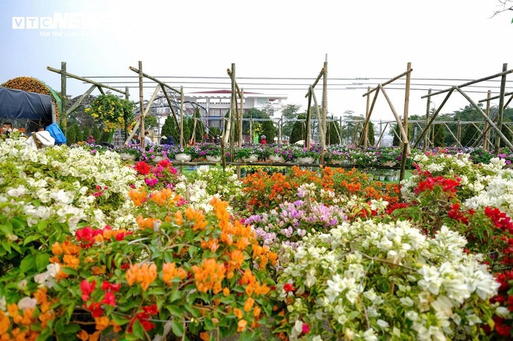 Vorstellung des Blumen-Anbaus beim Blumen-Festival Me Linh - ảnh 1