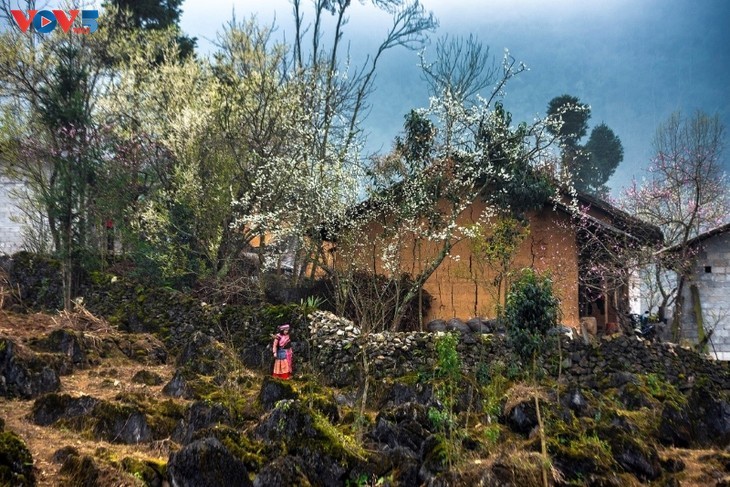 Frühling – Die schönste Jahreszeit in der Provinz Ha Giang - ảnh 3