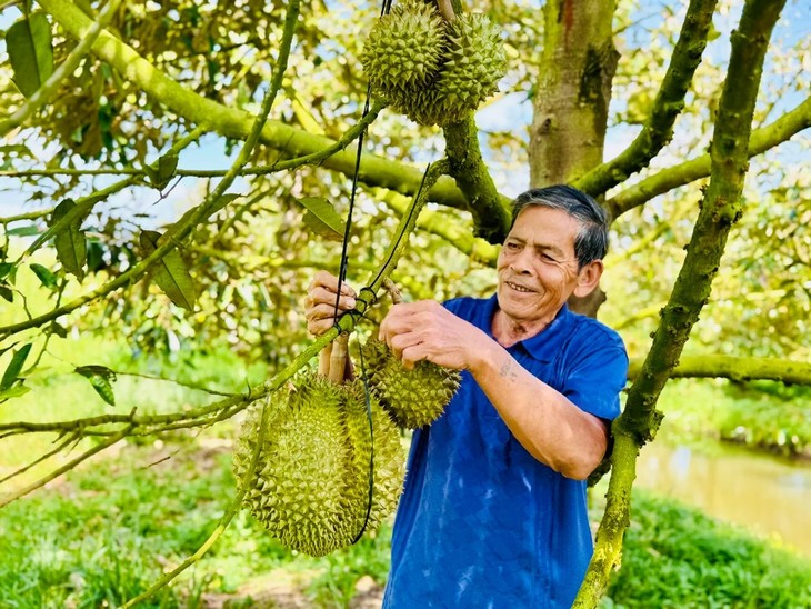 Erfolge aus dem Durian-Anbau des Landwirts Chin Em in Hau Giang - ảnh 1