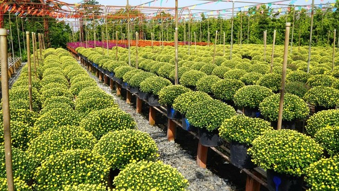 Der Anbau von Blumen und Zierpflanzen in Sa Dec als nationales immaterielles Kulturerbe anerkannt - ảnh 1