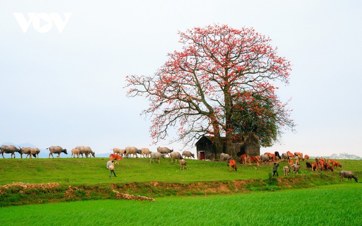 Le fromager rouge au bord de la rivière Thuong - ảnh 2