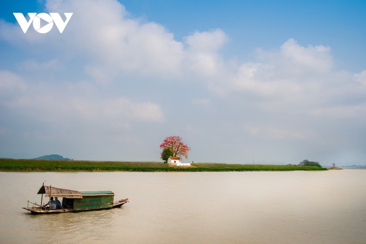 Le fromager rouge au bord de la rivière Thuong - ảnh 6