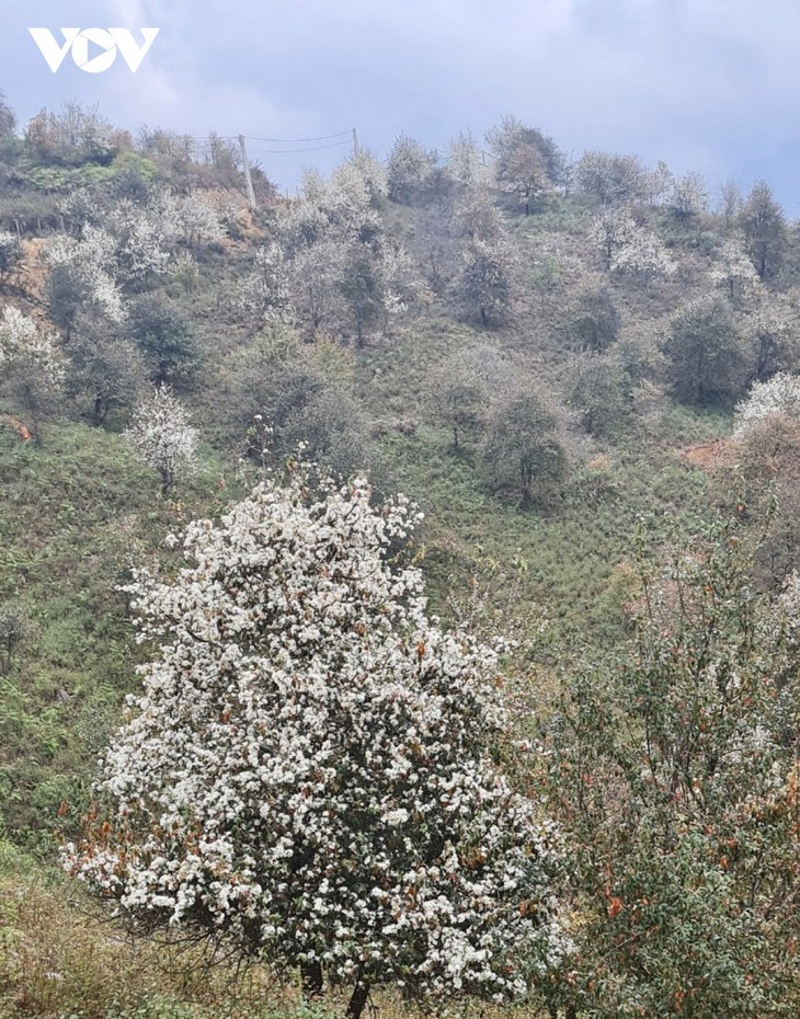 Quand les aubépines fleurissent - ảnh 12