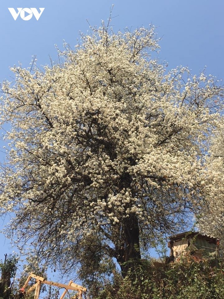 Quand les aubépines fleurissent - ảnh 6