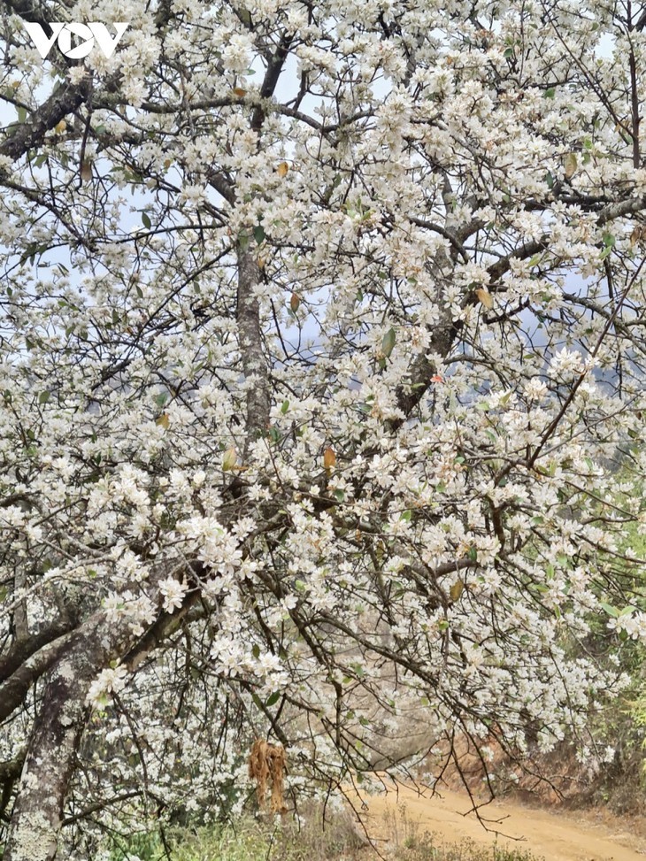 Quand les aubépines fleurissent - ảnh 8