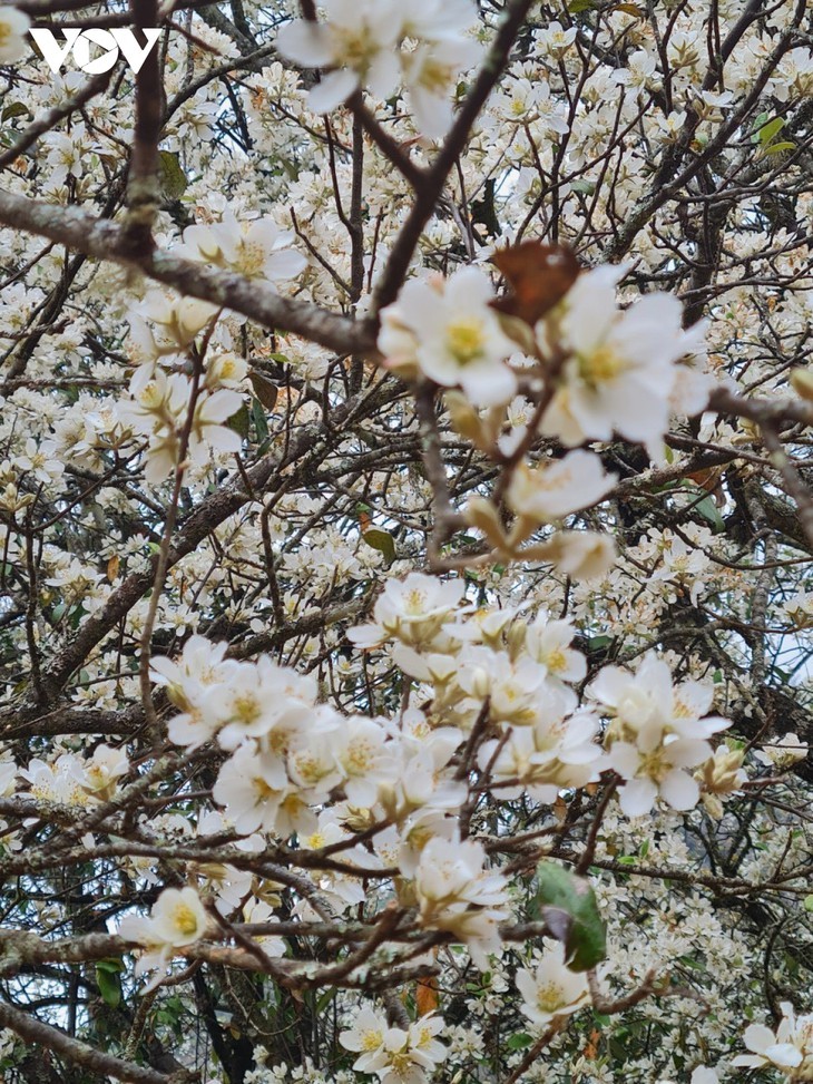 Quand les aubépines fleurissent - ảnh 9