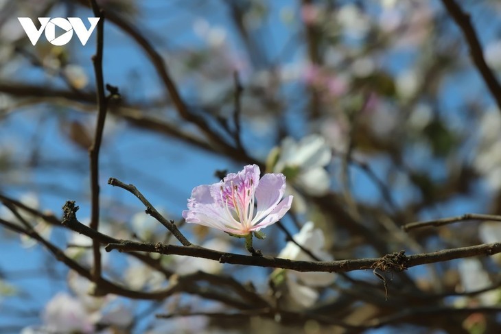 Quand les fleurs de bauhinie illuminent les montagnes de Son La - ảnh 12