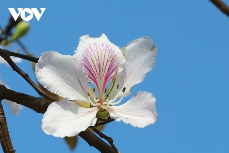 Quand les fleurs de bauhinie illuminent les montagnes de Son La - ảnh 9