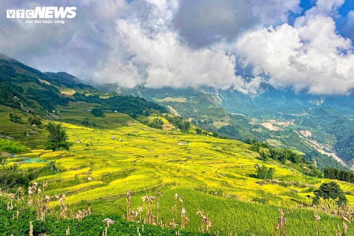 Y Tý en saison dorée: le rendez-vous magique de l’automne au nord du Vietnam - ảnh 1