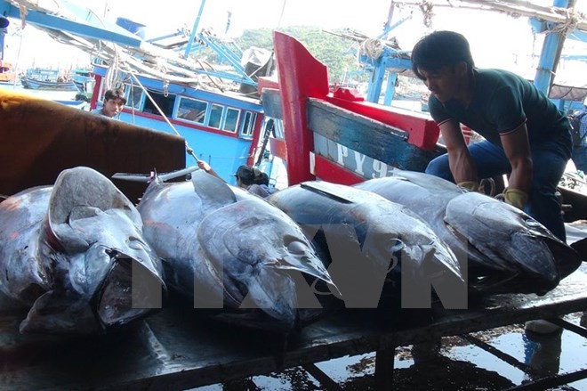 Tiongkok dan Vietnam memperhebat pengembangan perikanan yang berkesinambungan  di Teluk  Bac Bo (atau Teluk Tonkin) - ảnh 1