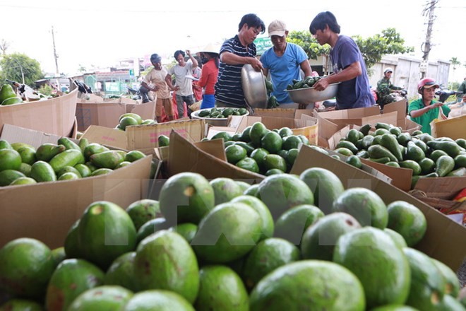 Peluang bagi hasil agribisnis Vietnam di pasar Rusia - ảnh 1