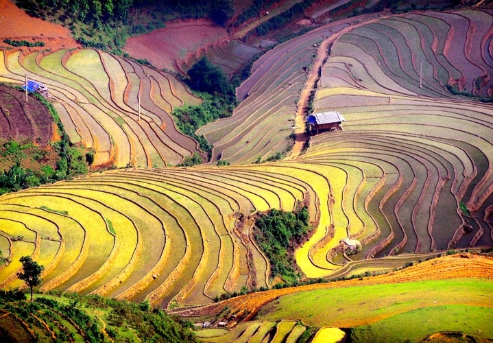 Mengikhtisarkan surat saudara-saudara pendengar dan memperkenalkan sepintas-lintas tentang sawah terasering di Vietnam - ảnh 1