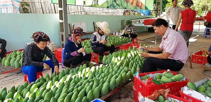 Ekspor tekstil dan produk tekstil dan hortikultura meningkat drastis - ảnh 1