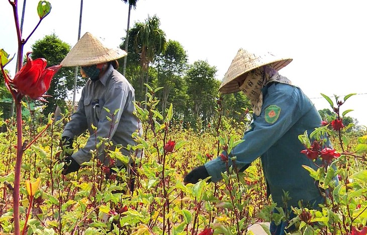 PBB mengumumkan laporan penilaian terhadap laju pelaksanaan SDG - ảnh 1