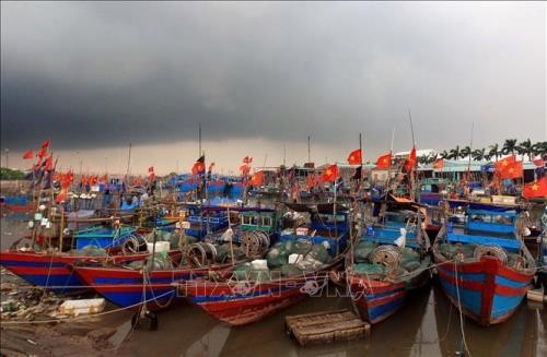 Vietnam berupaya memperbaiki situasi untuk menghapuskan “kartu kuning” - ảnh 1