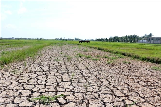 Memberikan bantuan keuangan sebesar 530 miliar VND kepada 8 provinsi Daerah Dataran Rendah Sungai Mekong untuk mencegah dan menanggulangi kekeringan dan salinisasi - ảnh 1