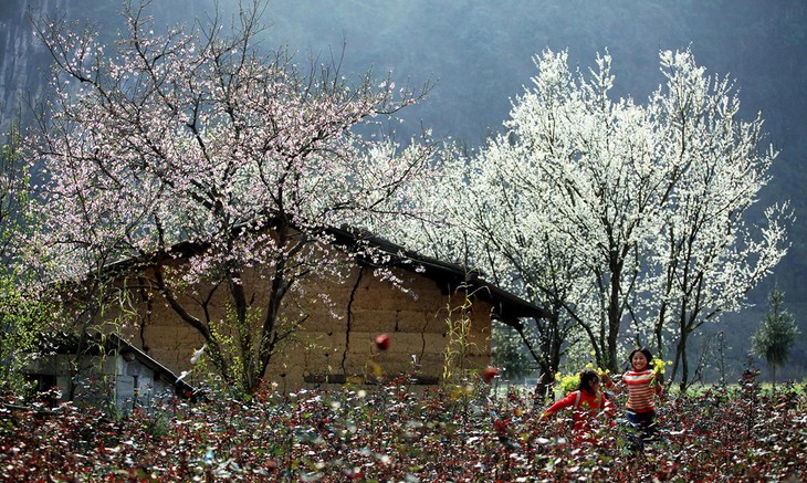 Lembah pohon plum Na Ka – sebuah surga di lereng gunung - ảnh 1