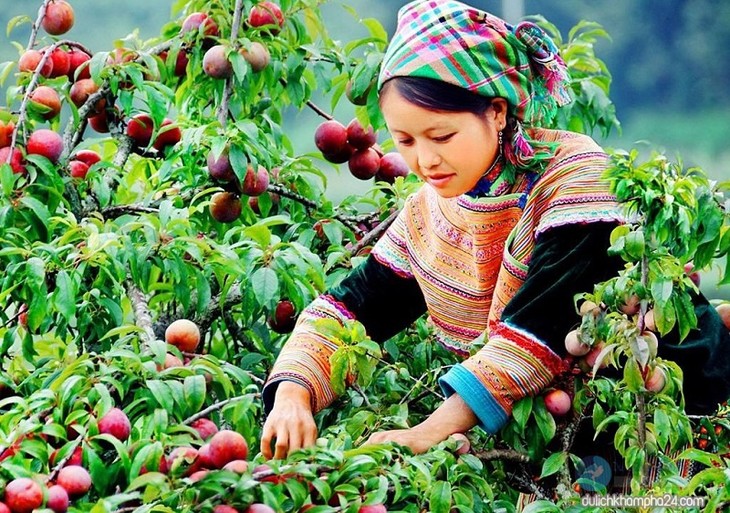 Lembah pohon plum Na Ka – sebuah surga di lereng gunung - ảnh 2