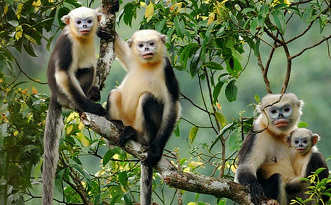 Na Hang – Pemandangan Ajaib di gunung - ảnh 2