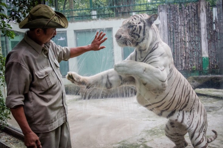 Tran Ngoc Luan – Orang yang Sudah Lebih 10 Tahun Memelihara Macan di Thao Cam Vien - ảnh 1