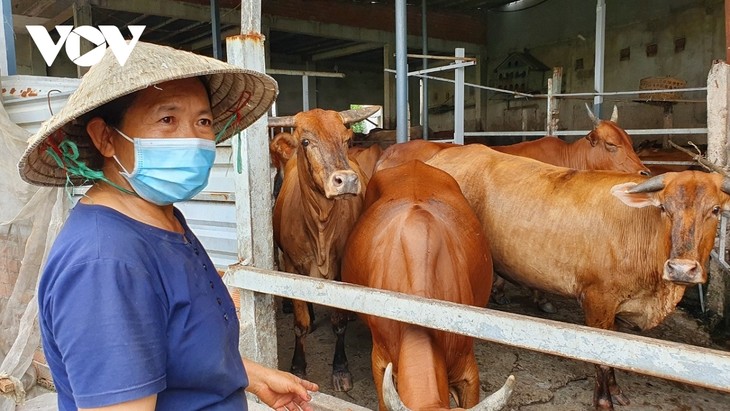 Memperkaya Dari Peternakan Sapi di Kabupaten Binh Chanh, Kota Ho Chi Minh - ảnh 1