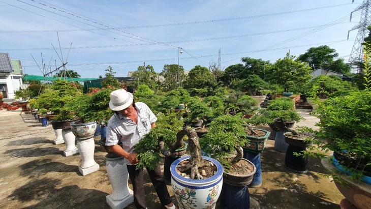 Artisan Bui Quoc Nam – Seorang yang Ganderung Pada Pohon-Pohon “Bonsai Asam Jawa” yang Unik” - ảnh 1