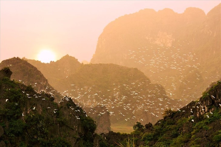 Menguaktabirkan Taman Burung Thung Nham, di Provinsi Ninh Binh - ảnh 10