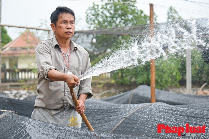 Desa Bunga Tay Tuu Masuk Panenan Hari Raya Tet Tradisional 2023  - ảnh 10