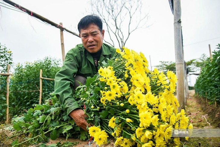 Desa Bunga Tay Tuu Masuk Panenan Hari Raya Tet Tradisional 2023  - ảnh 13