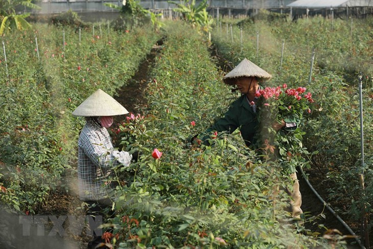 Desa Bunga Tay Tuu Masuk Panenan Hari Raya Tet Tradisional 2023  - ảnh 5