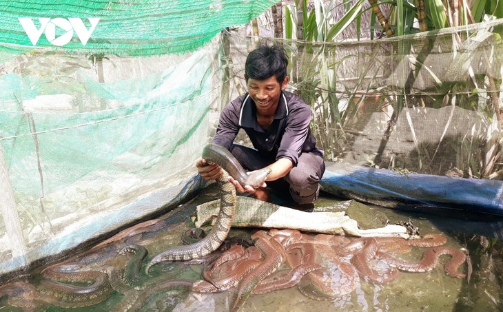 Seorang Petani Etnis Khmer Mencapai Sukses dengan Pola Menganekaragamkan Ternak dan Tanaman - ảnh 2