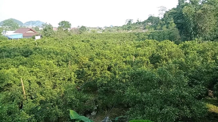 Bapak Hang A So – Petani Terkemuka di Daerah Pegunungan Son La - ảnh 2