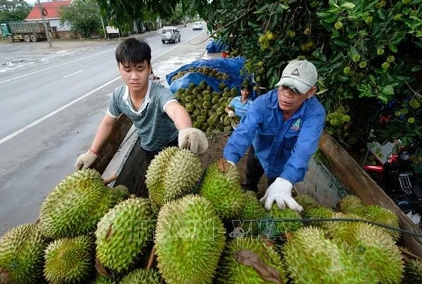 Ekspor Hortikultura Vietnam Tahun 2023 Diprediksi Mencapai Rekor Sebanyak 5,6 Miliar USD - ảnh 1