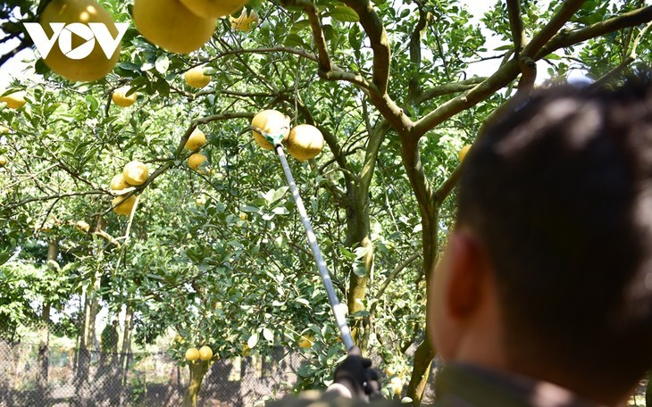 Ibu Kota Jeruk Bali Dien - ảnh 10