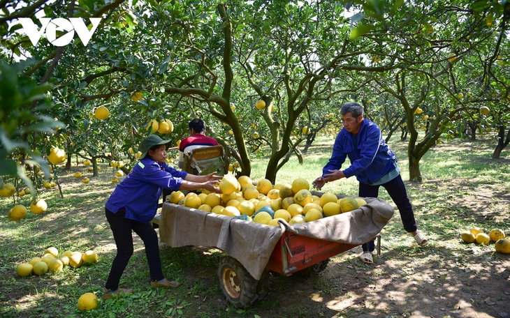 Ibu Kota Jeruk Bali Dien - ảnh 14