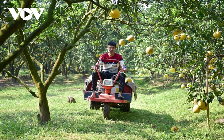 Ibu Kota Jeruk Bali Dien - ảnh 15