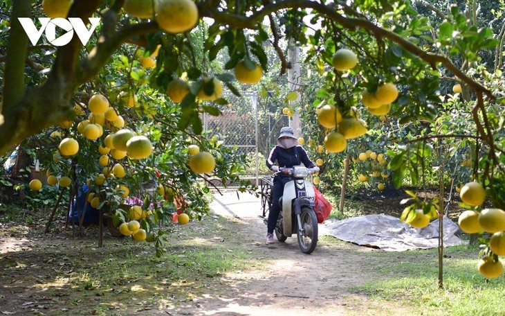 Ibu Kota Jeruk Bali Dien - ảnh 7