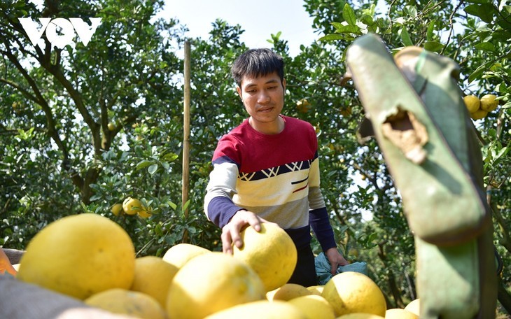 Ibu Kota Jeruk Bali Dien - ảnh 8