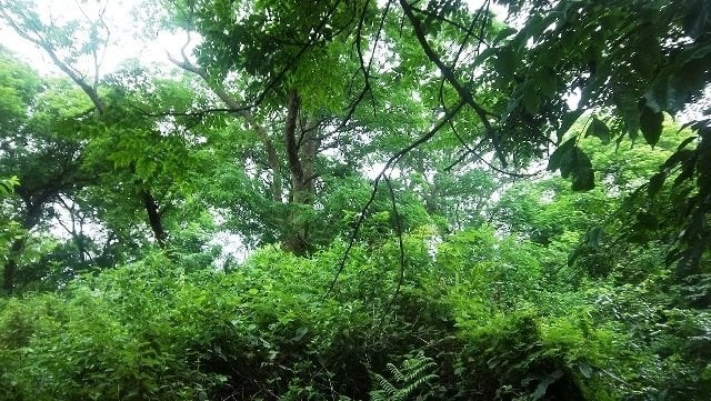 Vietnam Siap Jual Lebih Dari 5 Juta Kredit Karbon Hutan - ảnh 1