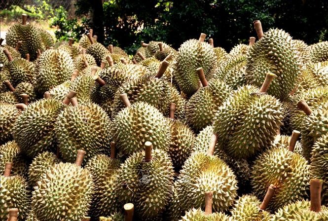 Ekspor Hortikultura Bisa Menegakkan Rekor Baru sebanyak 7,5 Miliar USD - ảnh 1