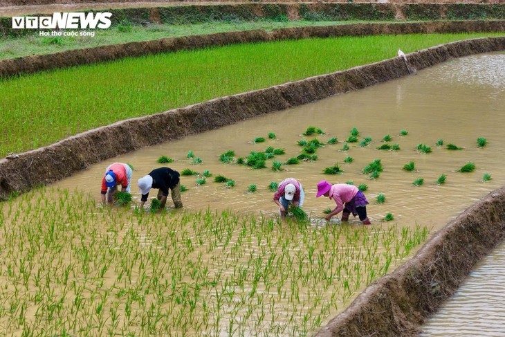 Keindahan Sawah Terasering pada Musim Air Tumpah di Provinsi Lao Cai - ảnh 6