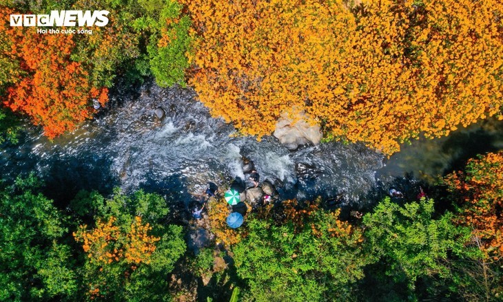 Bunga Trang Hutan Bermekaran - Keindahan Rimba Gia Lai Pun Terbangun - ảnh 1
